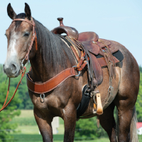 450363-steer-collar-m